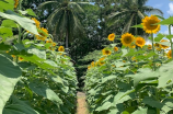 夏枯草的功效(惊！原来夏枯草的功效这么多，说出来你可能不信！)